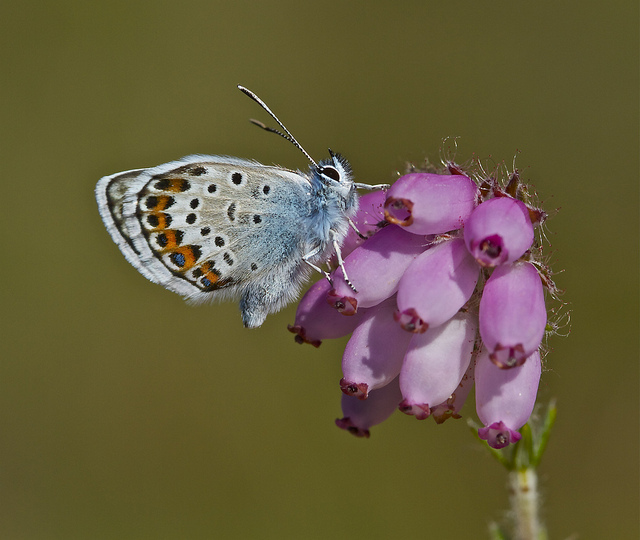 Silver-studded blue